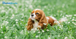 a Cavalier King Charles Spaniel in a field of flowers