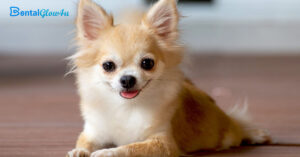 a Chihuahua lying on the floor