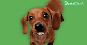 Oral Braces For Dogs