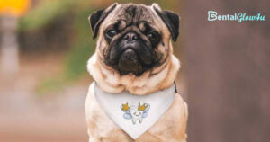 a pug wearing tooth fairy a bandana