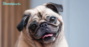 a close up of a pug in the article Dental Problems in Dogs