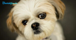 a close up of a Shih Tzus