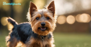 a Yorkshire Terriers standing outside with its mouth open