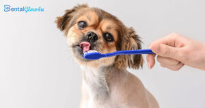 When Do Puppies Lose Their Milk Teeth?: Puppy Dental Care