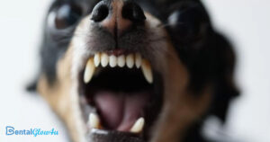 k9 teeth: The Mood Swings